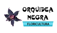 Orquídea Negra Orquídea Negra